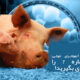 علائم آنفولانزای خوکی-شماره 7 را جدی بگیرید