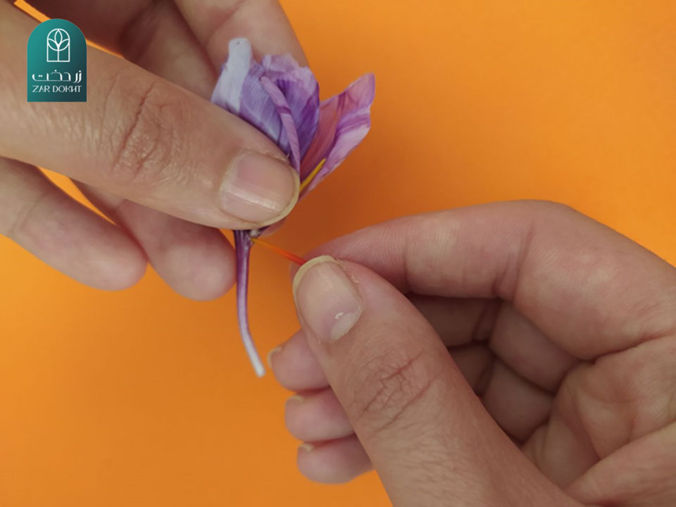 طریقه پاک کردن گل زعفران