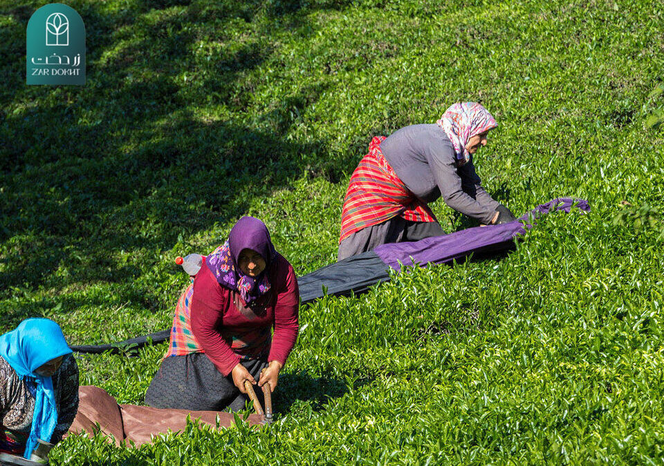 مراحل تولید چای ایرانی چیست