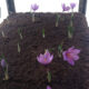 آموزش کاشت زعفران در خانه، گلدان یا باغچه