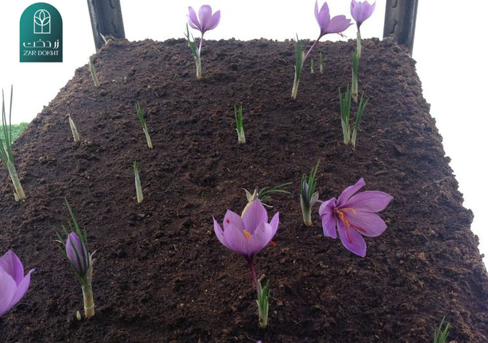 آموزش کاشت زعفران در خانه، گلدان یا باغچه